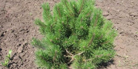 Как да трансплантирате бор от гората на мястото - характеристики на процедурата